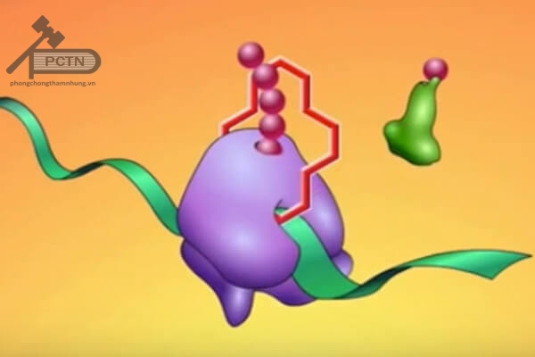 Macrolide gắn vào tiểu phần ribosome 50S