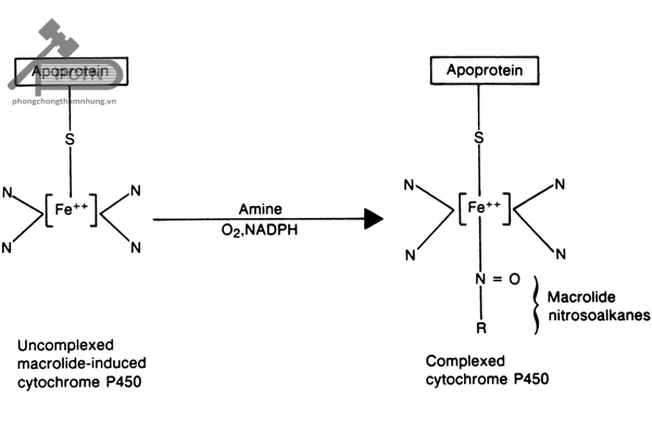 Macrolide nitrosoalkanes liên kết với Fe2+ của CYP450