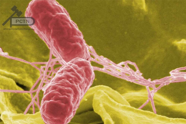 Vi khuẩn Salmonella