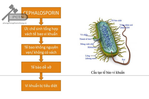 Cơ chế tác dụng của kháng sinh nhóm cephalosporin