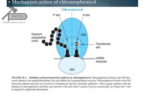 Cơ chế tác dụng của cloramphenicol