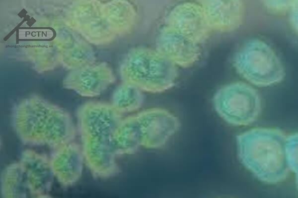 Trực khuẩn mủ xanh