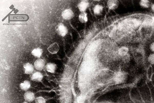 Các bacteriophage đang lây nhiễm cho một vi khuẩn
