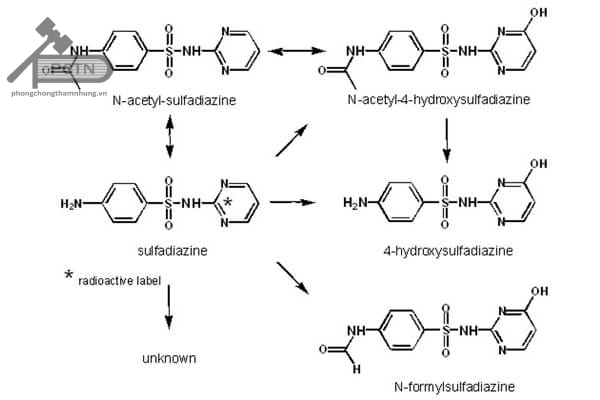 Các hướng chuyển hóa sulfadiazin trong cơ thể