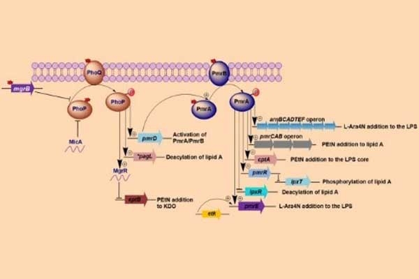 Kích hoạt các gen biến đổi các lipopolysaccharid liên quan đến kháng polymyxin