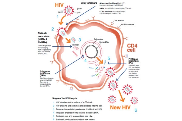 Một vòng đời của HIV và các nhóm thuốc điều trị HIV