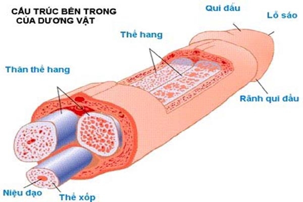 Cơ và mạch máu của dương vật
