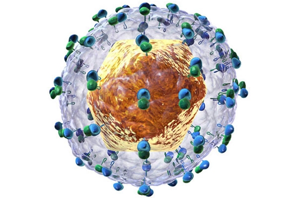 Mô hình virus viêm gan C