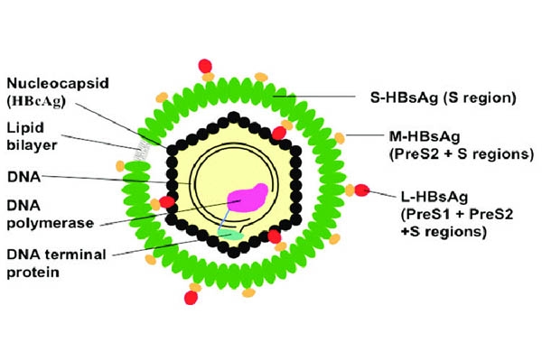 Cấu tạo virus HBV