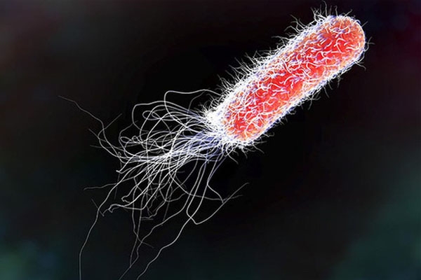 Fosmicin tiêu diệt vi khuẩn E.coli