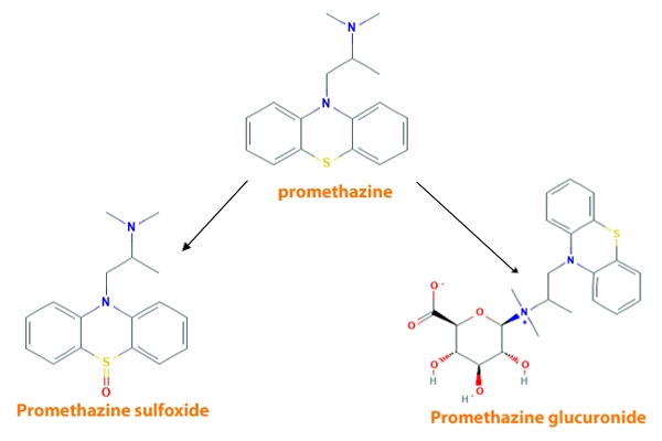 Chuyển hóa Promethazine