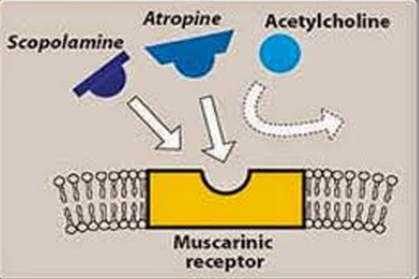 Cơ chế hoạt động của schopolamin: ức chế acetyl choline gắn vào R muscarinic gây ra hoạt tính hủy phó giao cảm