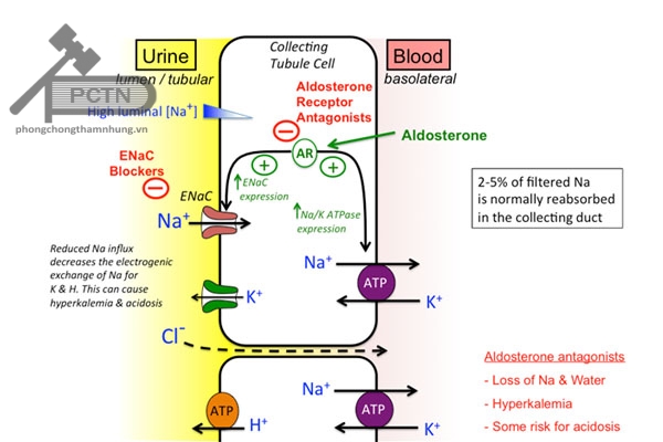 Cơ chế hoạt động của spironolactone – 1 chất kháng aldosterol