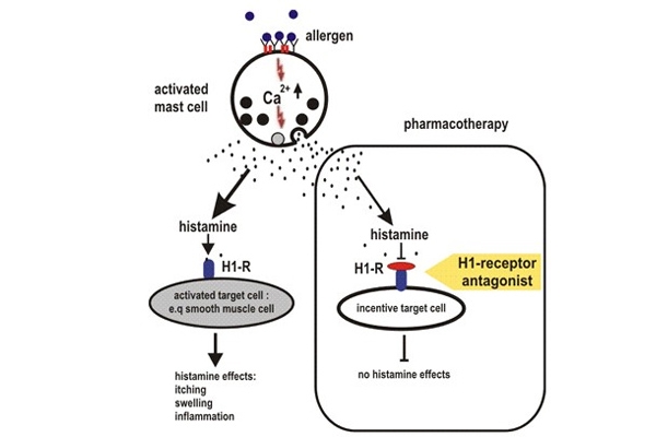 Cơ chế kháng histamin H1