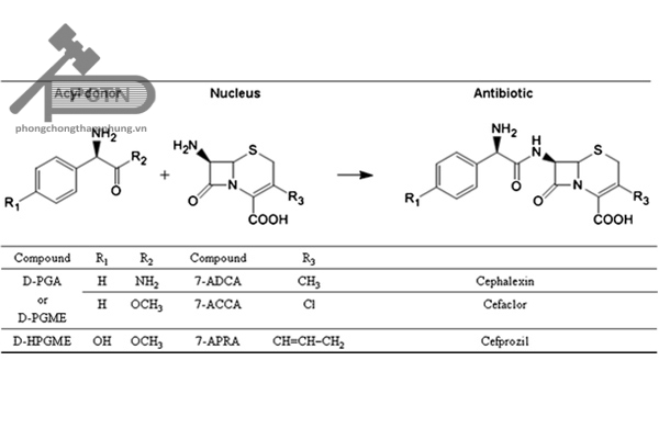 Con đường bán tổng hợp cephalexin đi từ khung axid 7-aminocephalosporanic