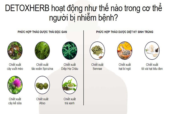 Tác dụng của DETOX HERB