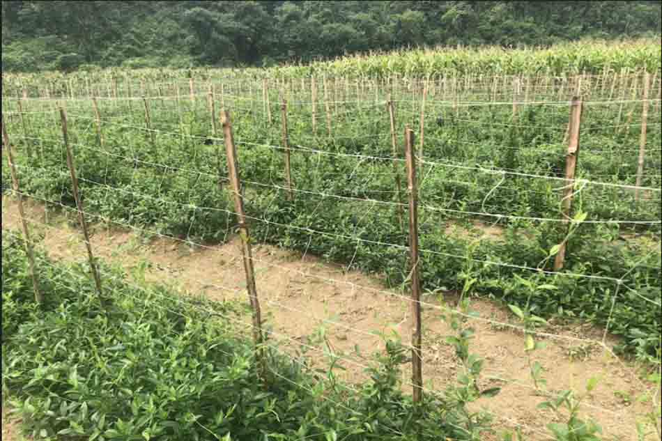 Vùng trồng Dây thìa canh chuẩn quốc tại tại HTX Dược liệu Lương Sơn