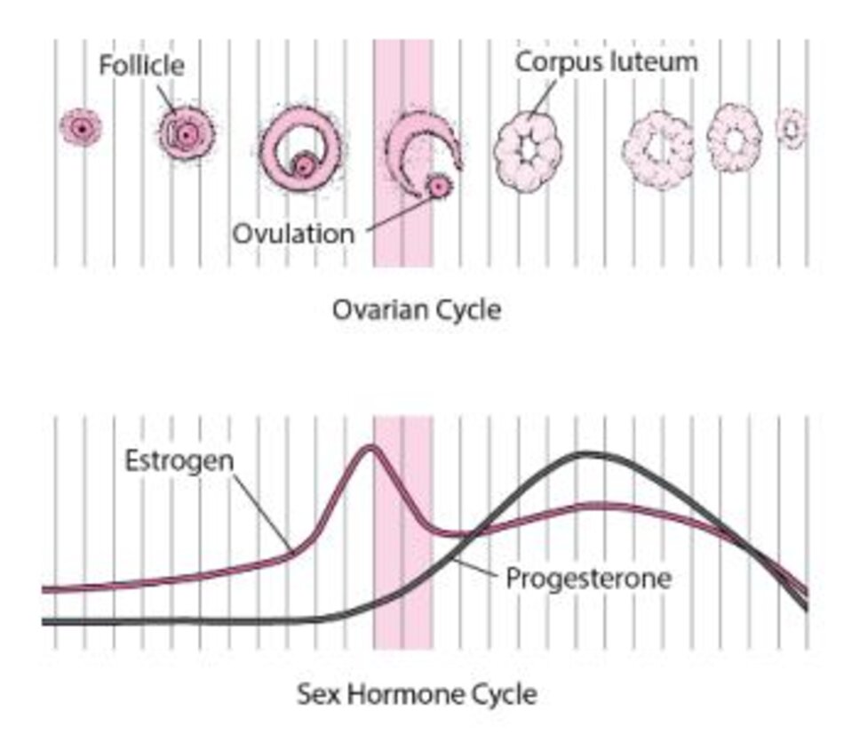 Hình 4: Progesterone chỉ tăng nhiều sau khi phóng noãn.