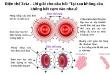 Điện thế Zeta - Lời giải cho câu hỏi "Tại sao không câu không kết cụm vào nhau?