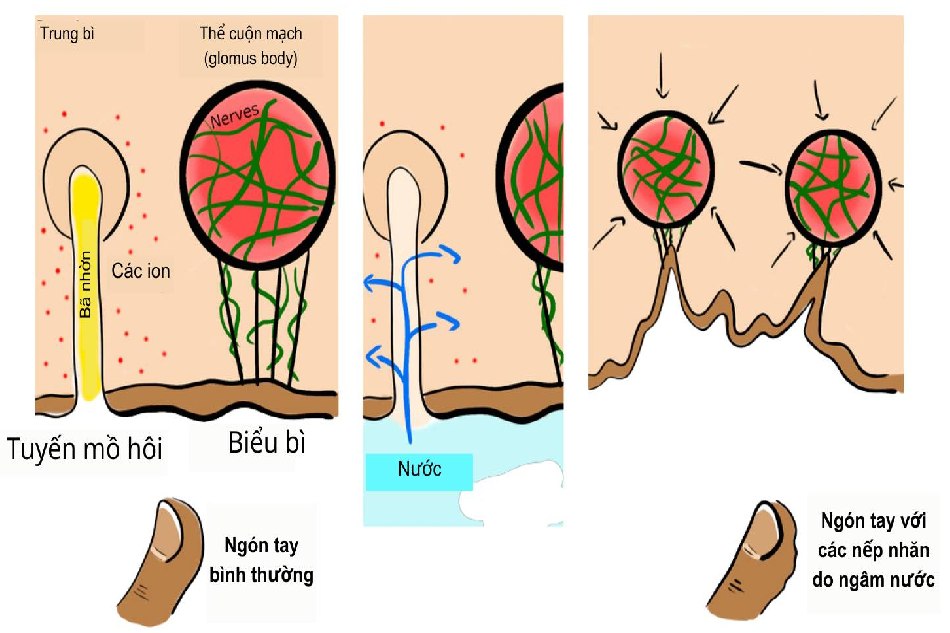 Hiện tượng da xuất hiện nếp nhăn do ngâm nước lâu