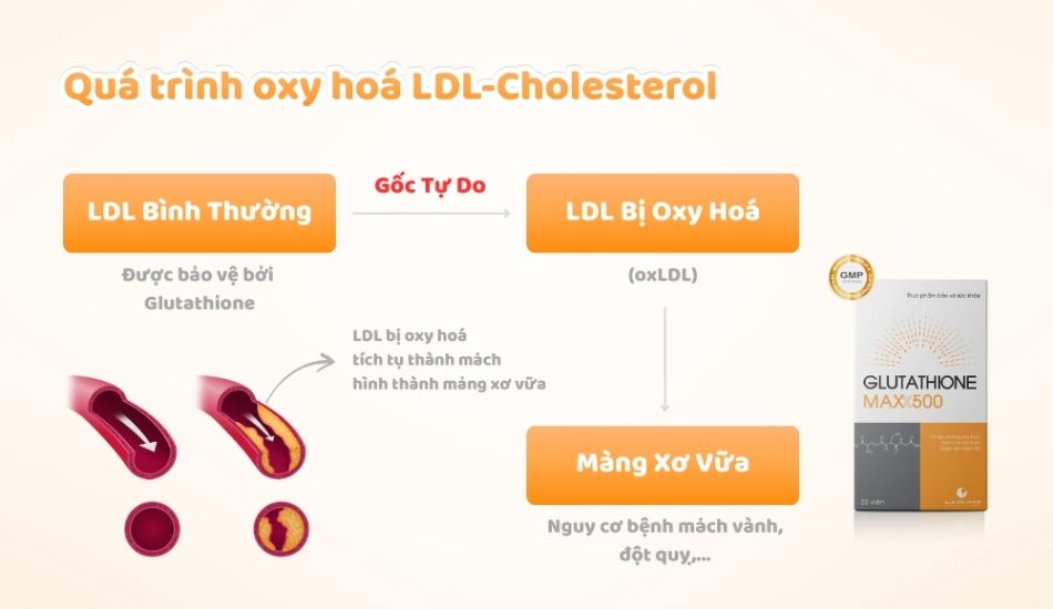 Glutathione MAXX500 với công thức tối ưu Glutathione hỗ trợ cải thiện tình trạng mỡ máu